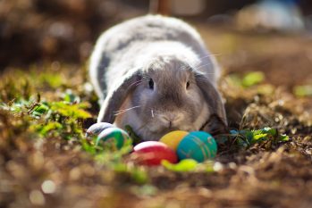 Your Health Hub Easter Bunny