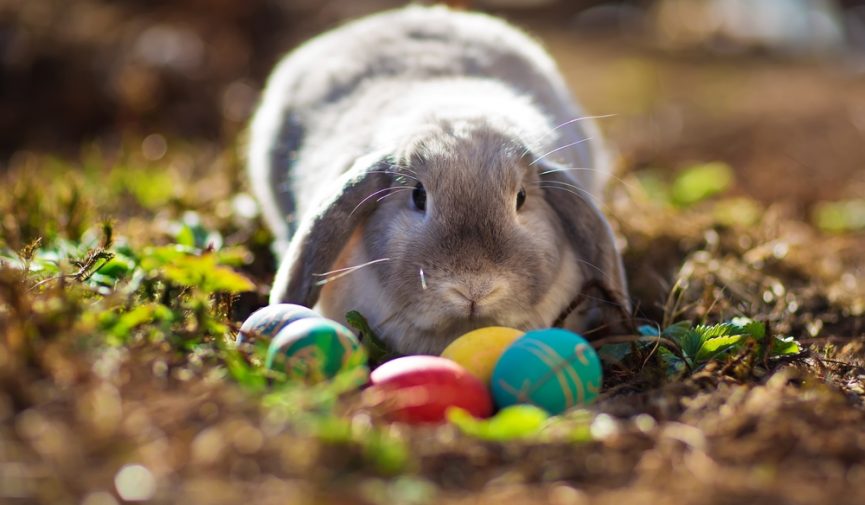 Easter Holiday Opening Hours Your Health Hub Easter Bunny